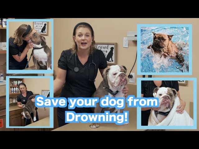 3 Life Saving Tips For Drowning Dogs! | What To Do If Your Dog Fell In The  Pool? - Youtube