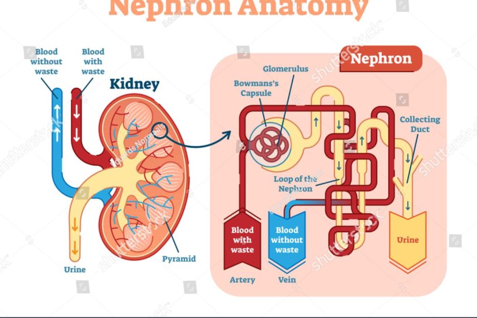 Nephron Microscopic Structural Functional Unit Kidney Stock Vector (Royalty  Free) 797210779 | Shutterstock