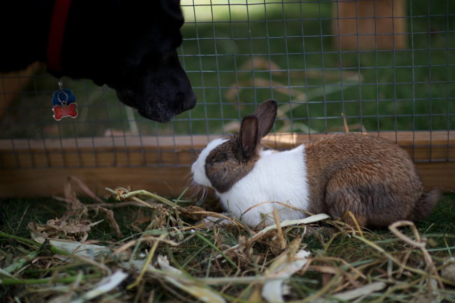 Dog Breeds That Will Get Along With Your Rabbit - Pethelpful