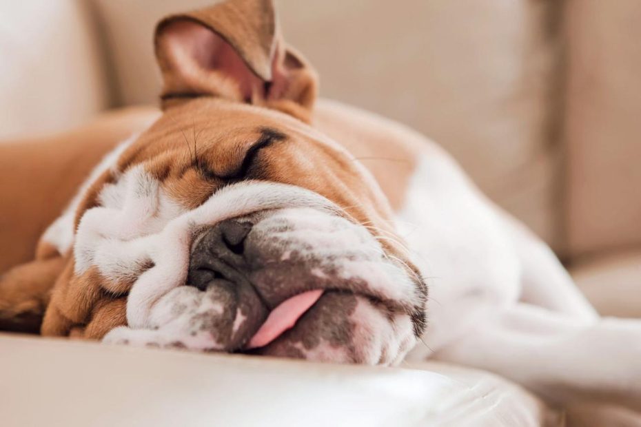 What Is Lethargy In Dogs? What To Do When Your Dog Is Exhausted And  Uninterested
