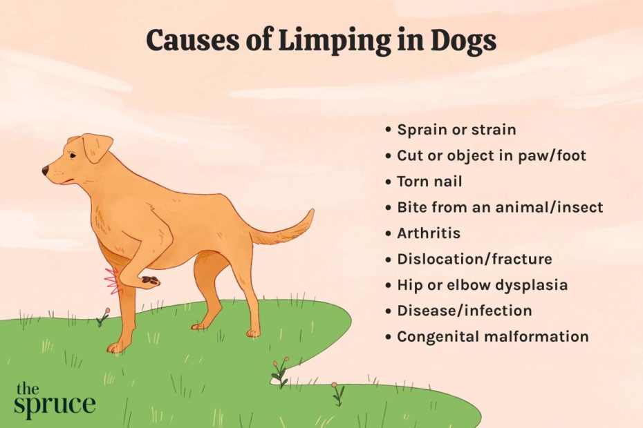 Dog Lameness - Causes And Treatment Of Limping In Dogs