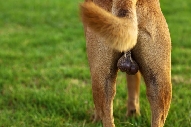 Why Does My Dog Have Swollen Testicles? - Causes And Treatment Of Testicular  Swelling