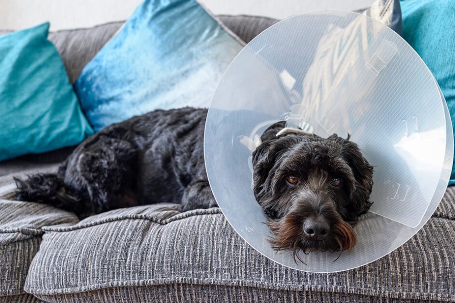 What To Expect After Your Pet Is Spayed Or Neutered | Zoetis Petcare